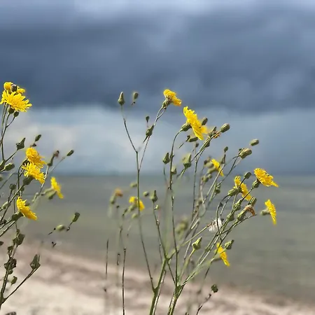 아파트 Blaumuschel Sprotte 15