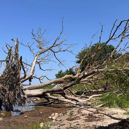 아파트 Blaumuschel Sprotte 15