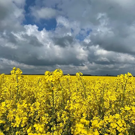 Blaumuschel Sprotte 15 * Lubmin