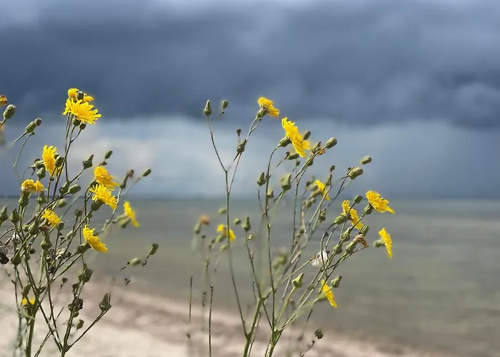 Daire Blaumuschel Sprotte 15