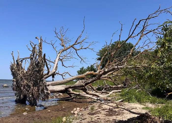 Daire Blaumuschel Sprotte 15