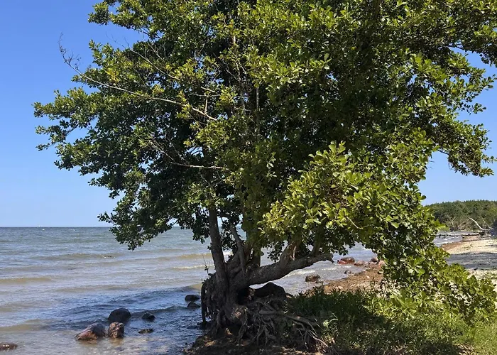 Daire Blaumuschel Sprotte 15 *