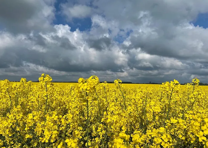 Blaumuschel Sprotte 15 * Lubmin